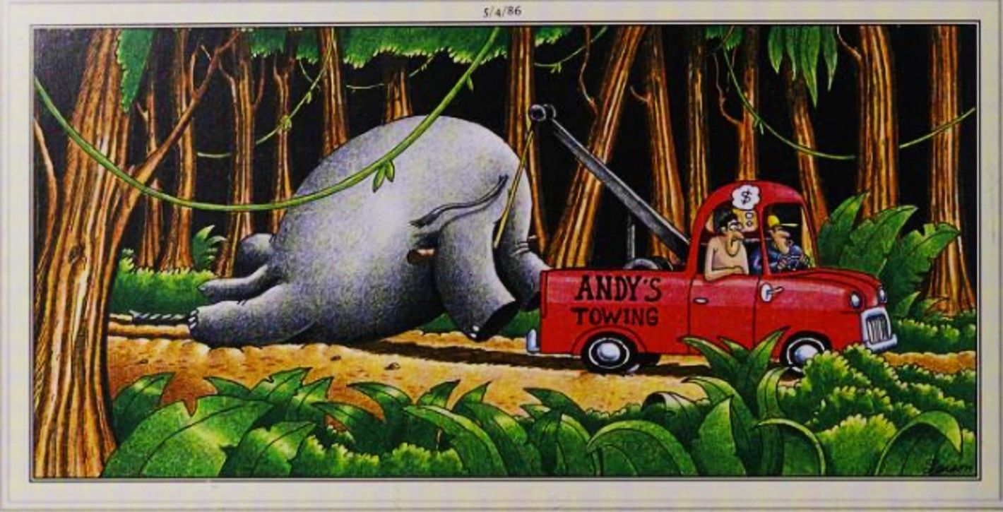 Elefante trainato via da camion nei pressi della giungla