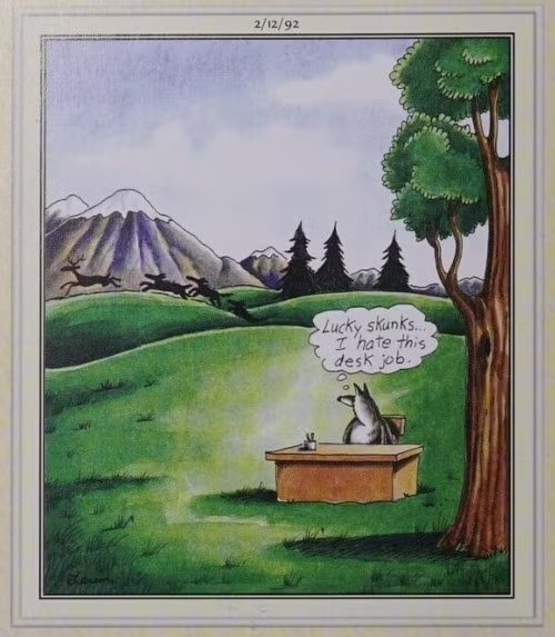 A wolf at a desk watches other wolves chase a deer in the distance