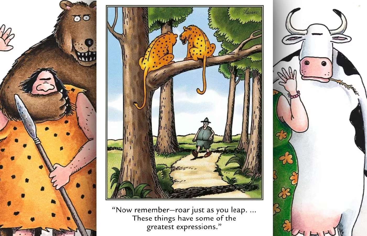 Two leopards prepare to leap onto a nearby human, making sure to roar as they jump.