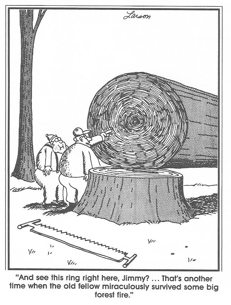 Two lumberjacks admire a large tree they just cut down while pointing at its rings.