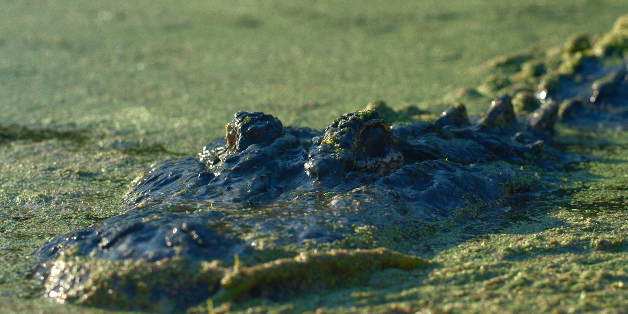An alligator floating through the lake in Gator Lake