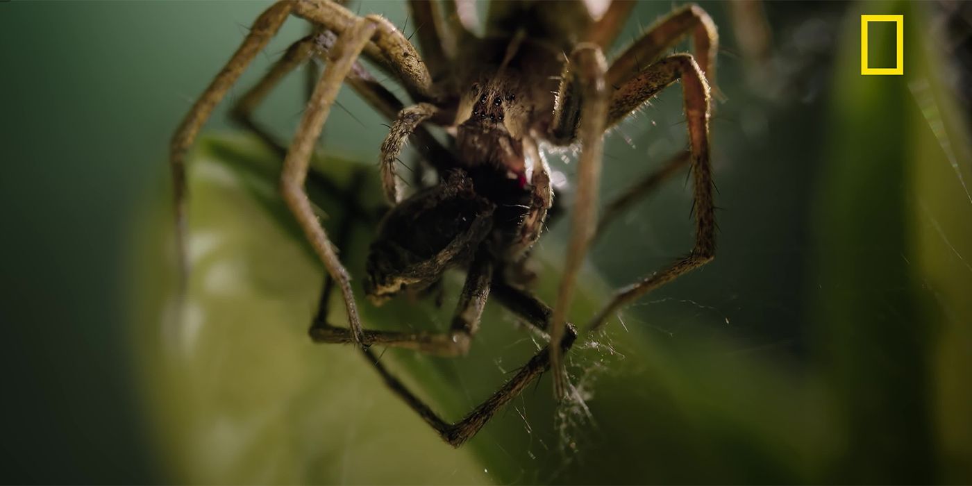 Ryan Reynolds Desires You To Meet This Man-Consuming Spider In New Underdogs Clip