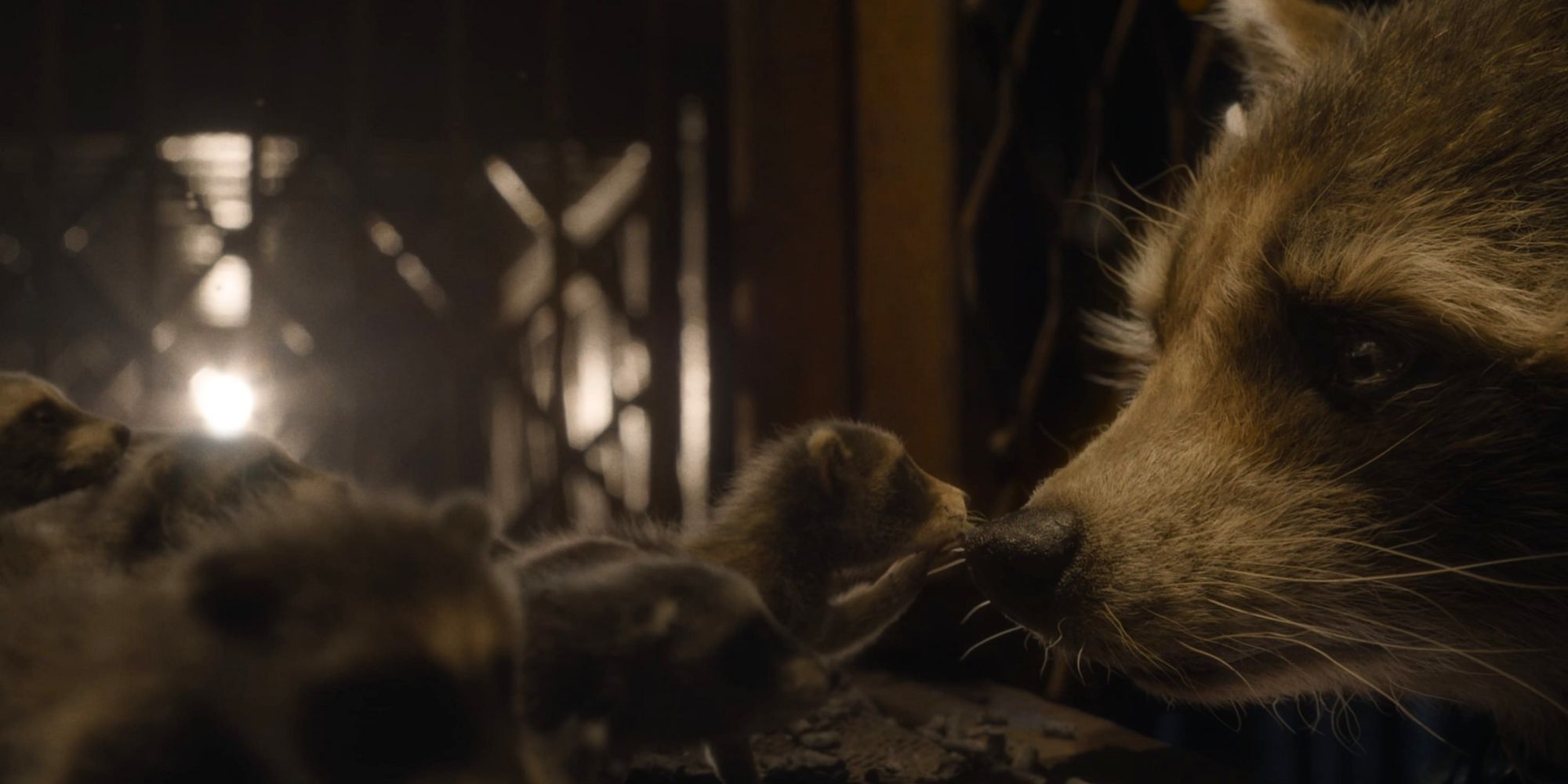 A baby raccoon touches Rocket's nose in Guardians of the Galaxy Vol. 3 (2023)-1