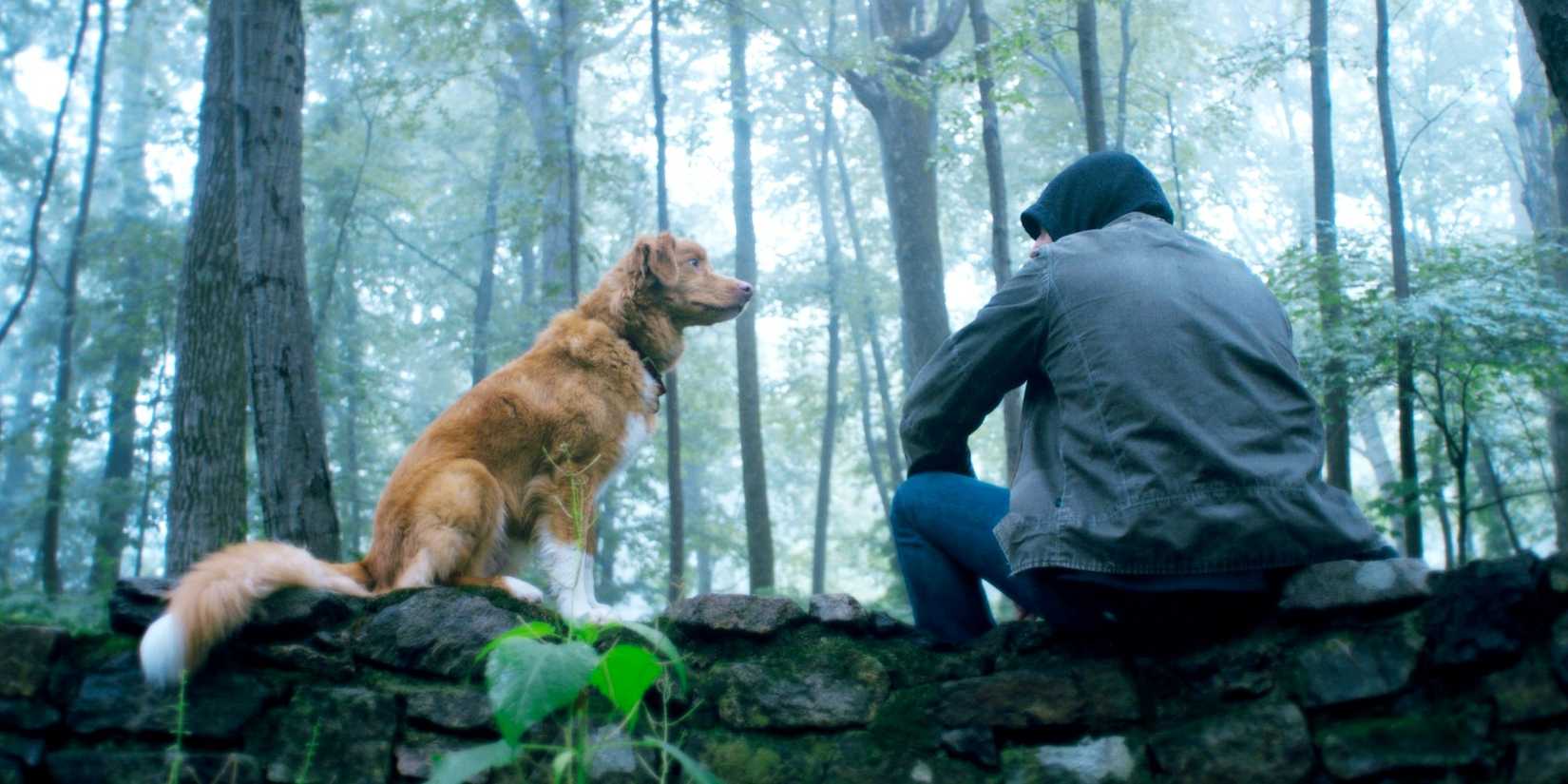 A dog is staring at his owner in Good Boy