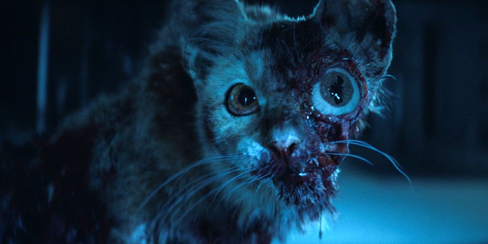 A cat infected with T. Ocellus in its bloody eye socket in Alien: Earth season 1, episode 2