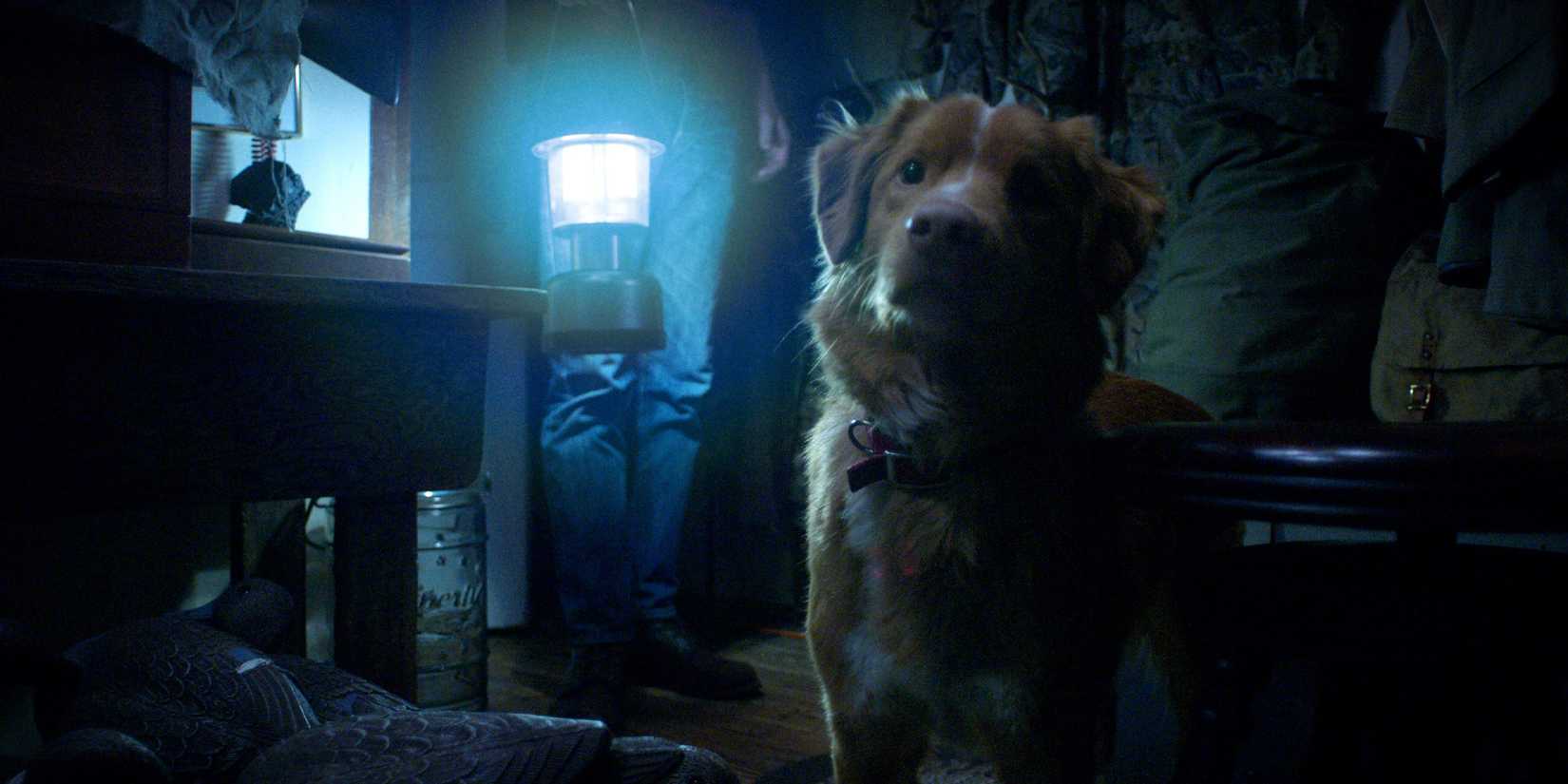 Canine’s Haunted Home Survival Sparks 2000% Google Search Spike