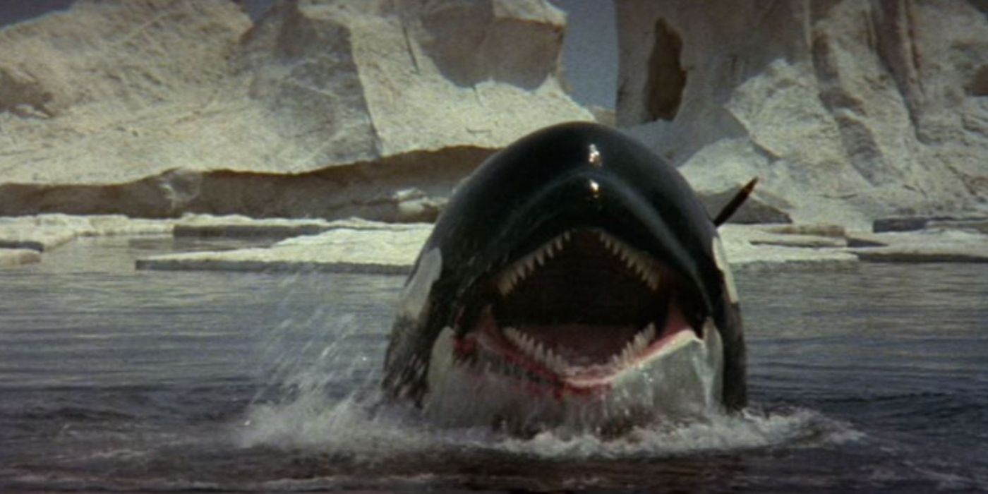 The killer whale springs from the water in Orca