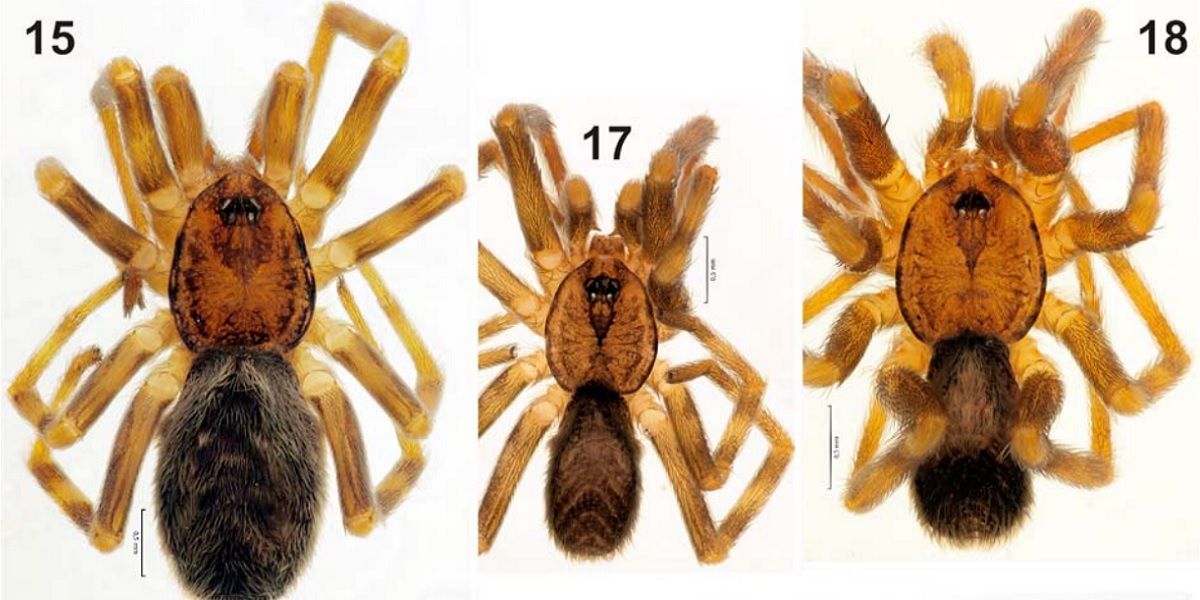 Andrew Garfield Spider Species
