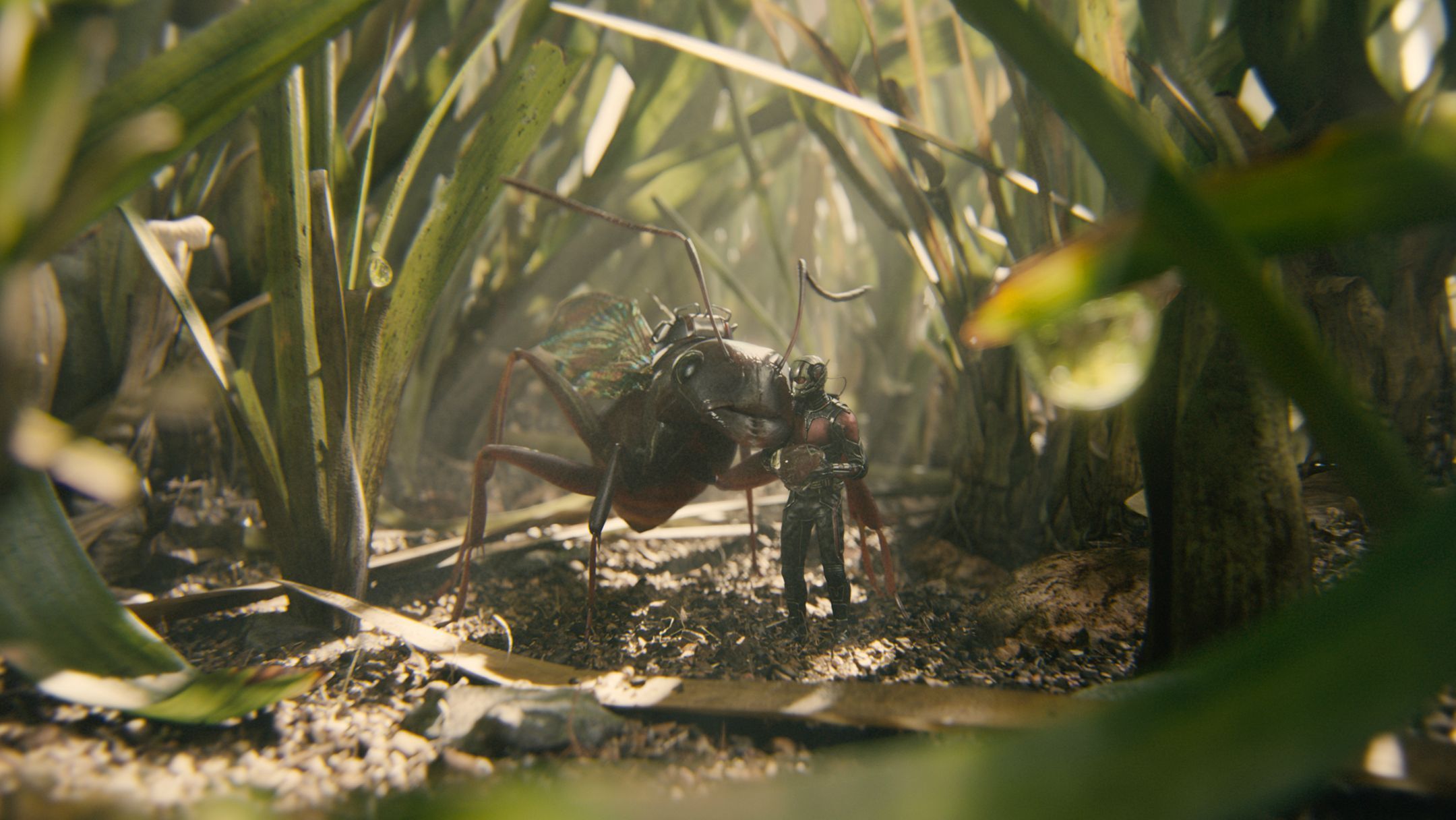 Ant-Man Microverse Photo Antony in Grass