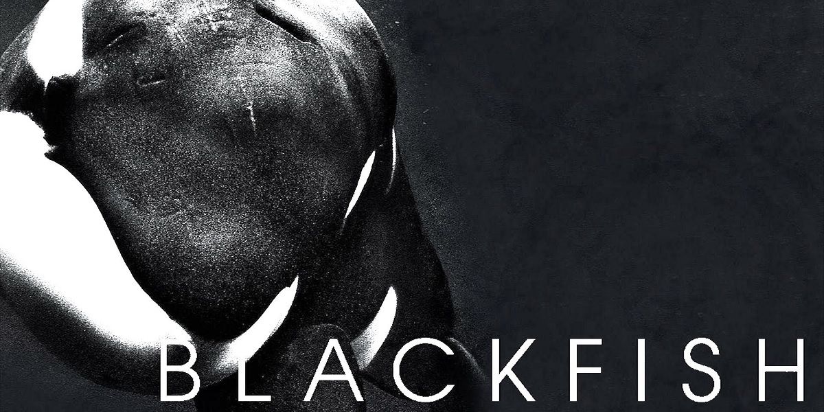Blackfish film banner with orca