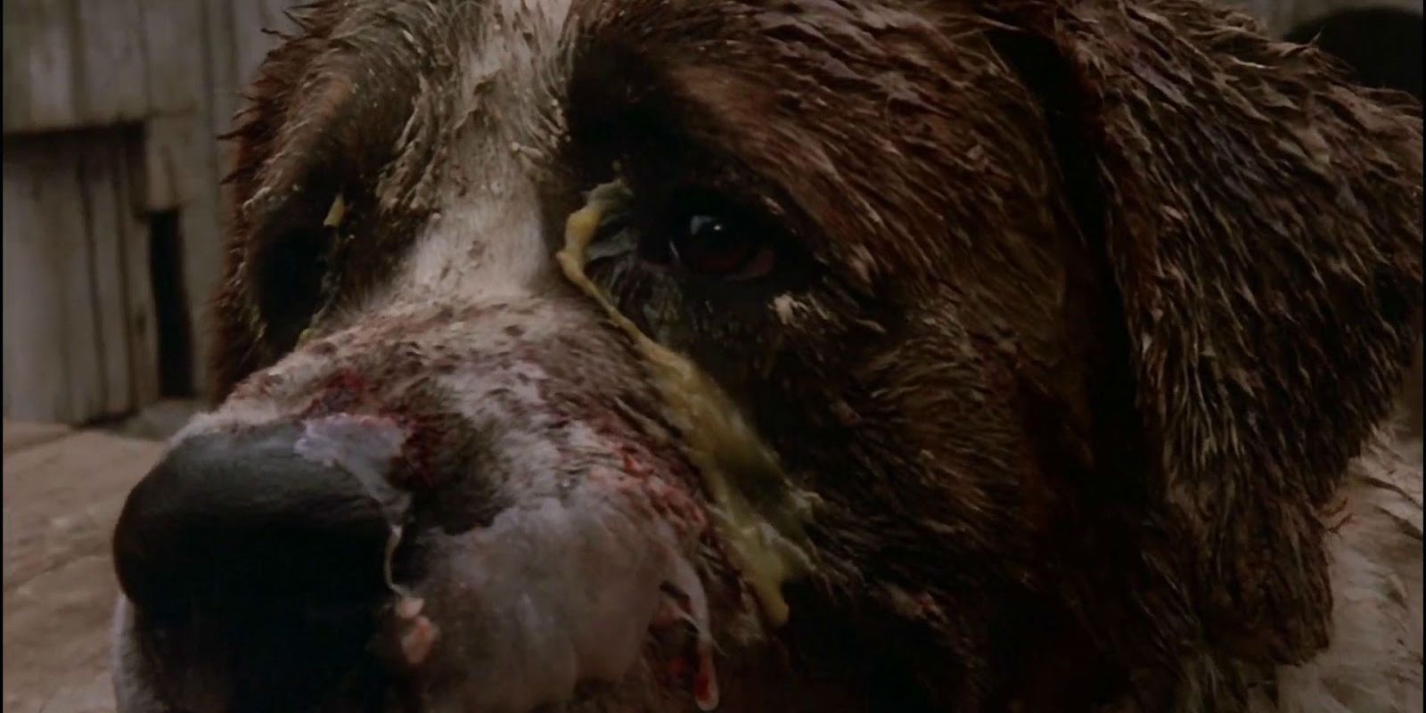 12 лучших фильмов о собаках-убийцах в рейтинге