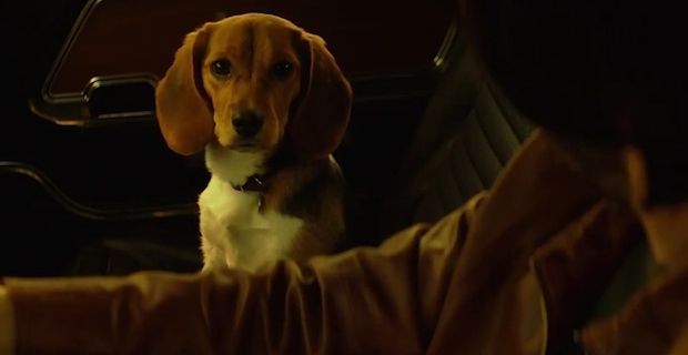 Daisy Andy the Dog in John Wick