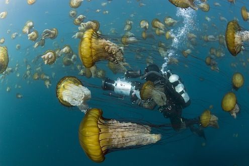 Disneynature's Oceans jellyfish