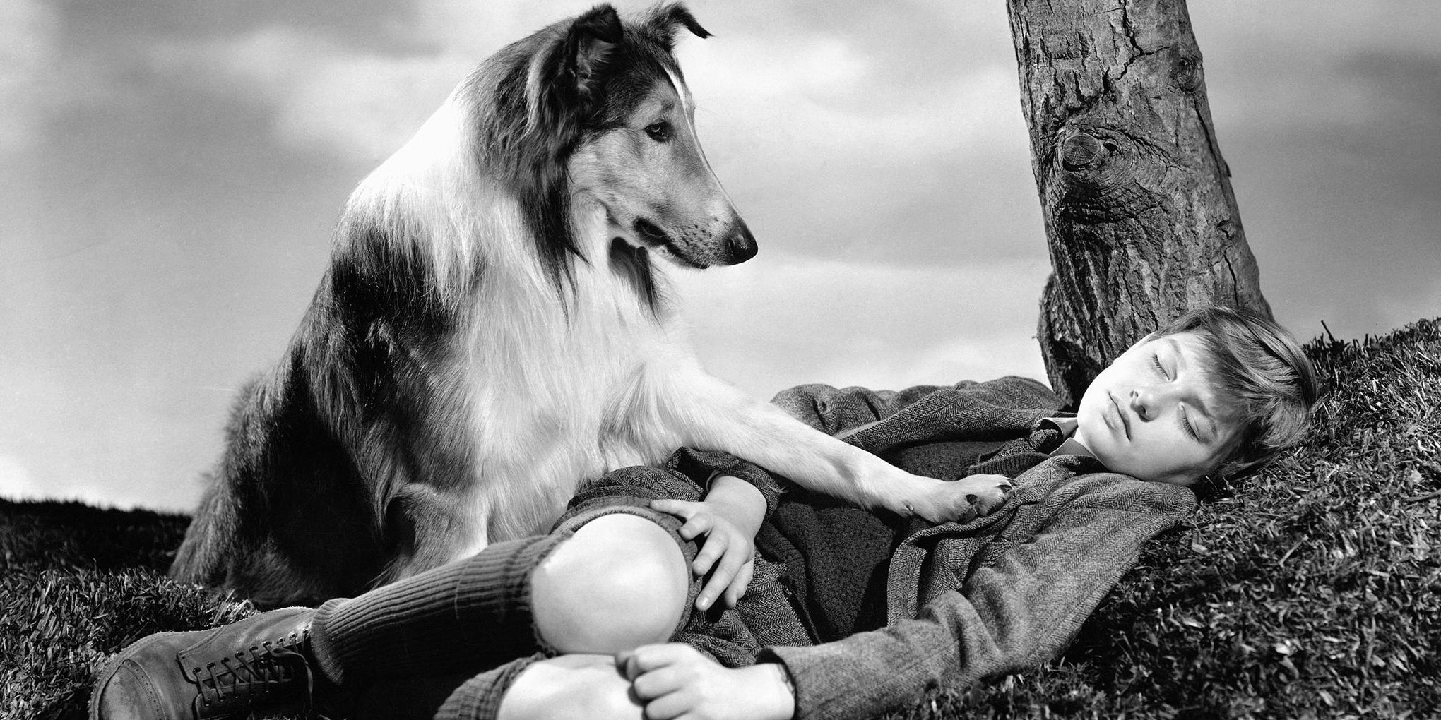 Lassie puts her paw on Timmy in Lassie Come Home