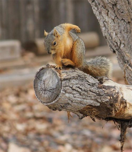 Original Squirrel