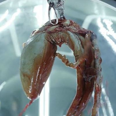 Prometheus Movie Squid Baby