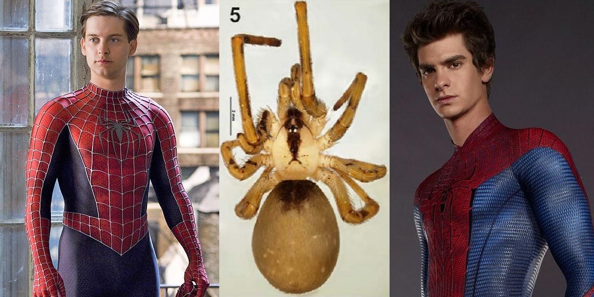 Spider Man actors spider species