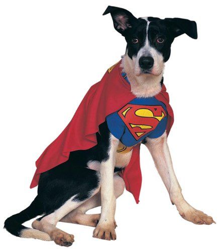 Krypto eat your heart out!