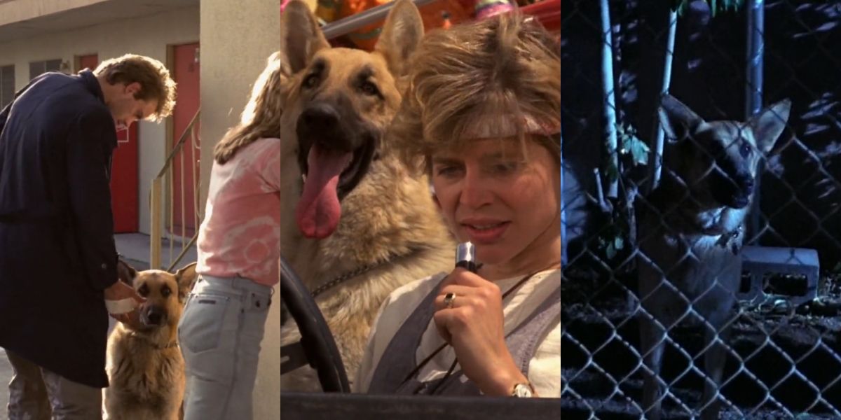 Terminator Trivia Dog Wolfie Max