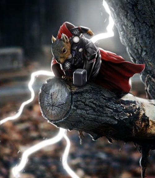 Thor Squirrel
