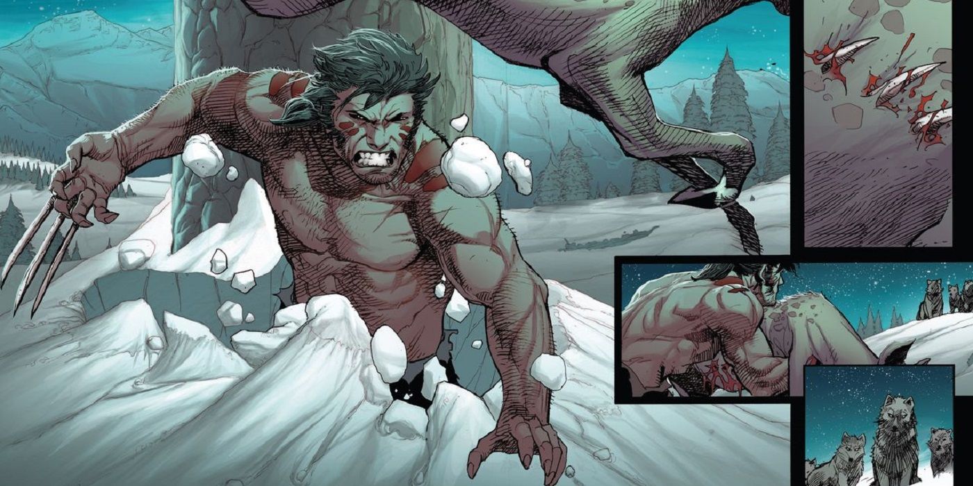 Wolverine saindo do gelo e matando um animal.