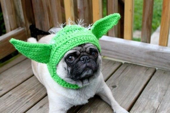 Yoda Pug