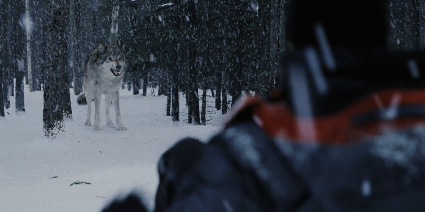 Jeremy Renner faces off against a wolf in The Bourne Legacy