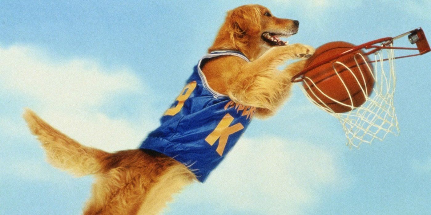 Air Bud dunking a basket in the movie.