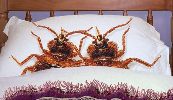 Disgusting Movie Theaters Bed Bugs