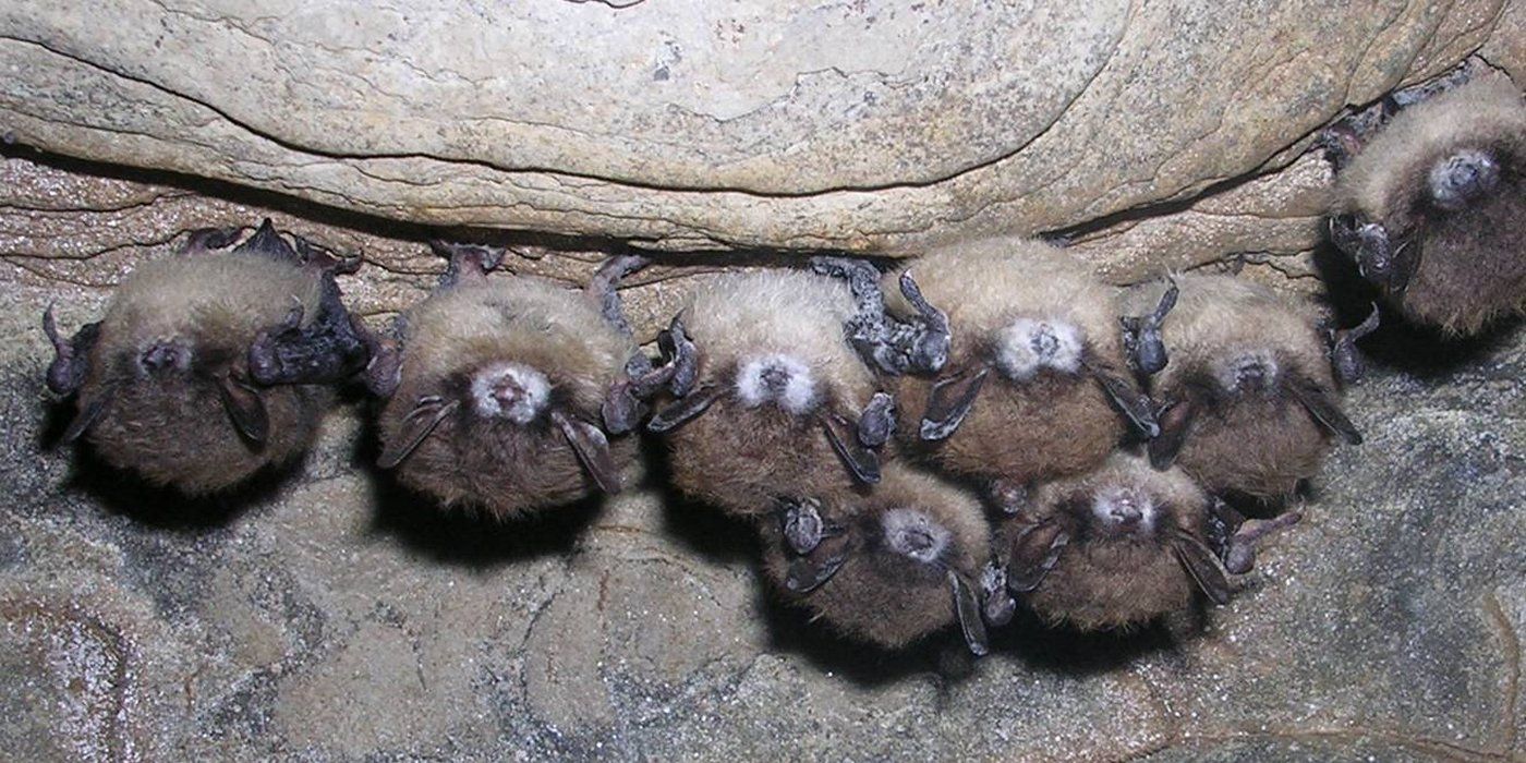 Bats White Nose Syndrome