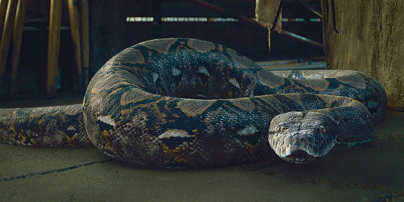 Voldemort's snake, Nagini, in a scene from Harry Potter