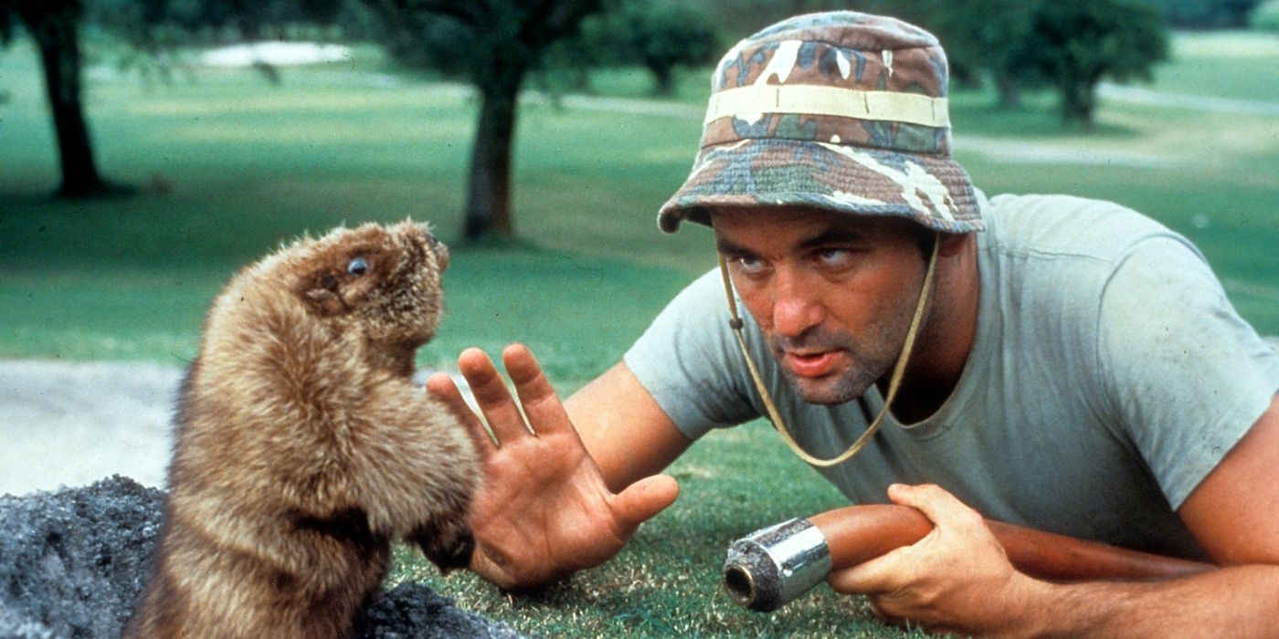 Bill Murray laying in front of a gopher in Caddyshack.