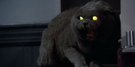 Black cat hissing with yellow eyes in Pet Semetary