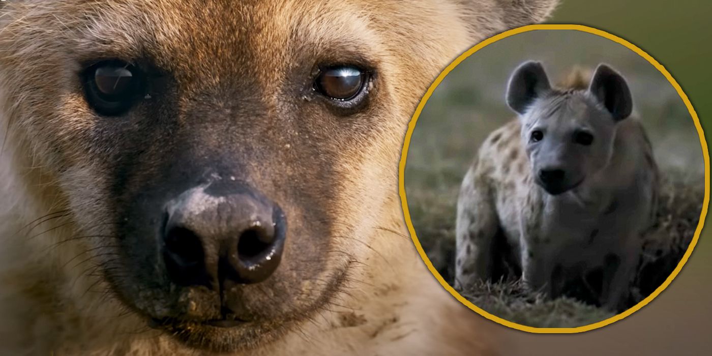 National Geographic QUEENS Clip Shows Hyenas Argue In Stunning Nighttime Color Footage - Queens Delivers Impressive Spectacle & Shows Nature At Its Most Dramatic